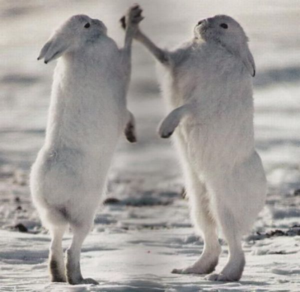 animals_giving_high_five_11.jpg