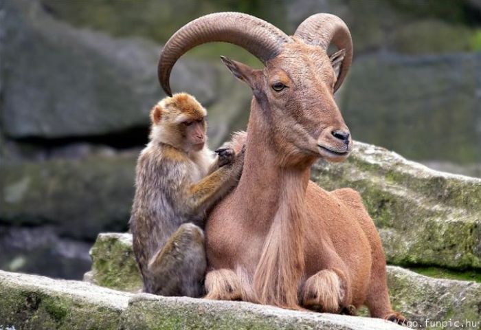 [unlikely_animal_friendships_32.jpg]