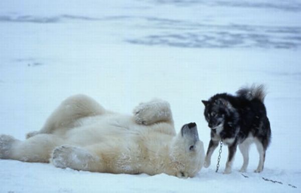 [unlikely_animal_friendships_31.jpg]