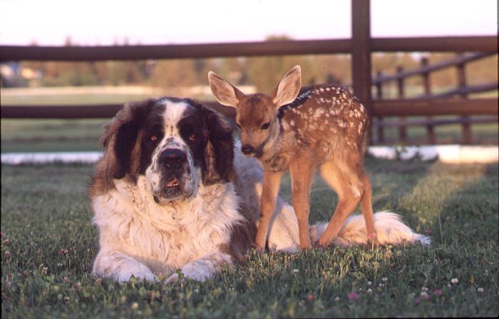[unlikely_animal_friendships_26.jpg]