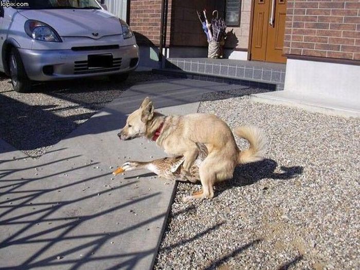 [unlikely_animal_friendships_27.jpg]