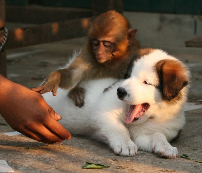 [unlikely_animal_friendships_25.jpg]