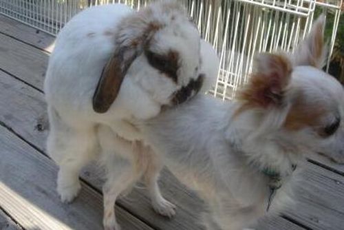[unlikely_animal_friendships_06.jpg]