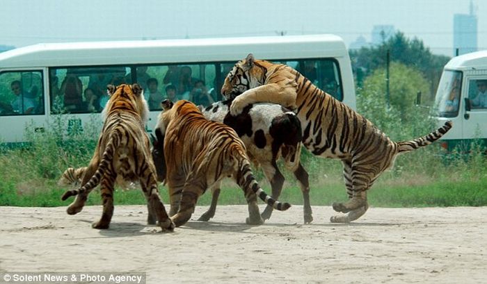 [live_cow_fed_to_tigers_china_05.jpg]
