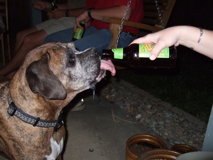 Собака плохо пьет. Пиво для собак. Пьющие собаки. Собака бухает.