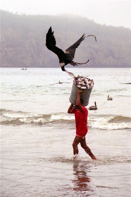 [bothersome_birds_37.jpg]