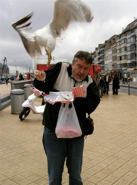 [bothersome_birds_24.jpg]