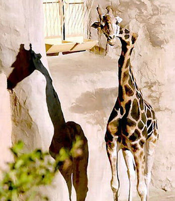 girafa-1.jpg
