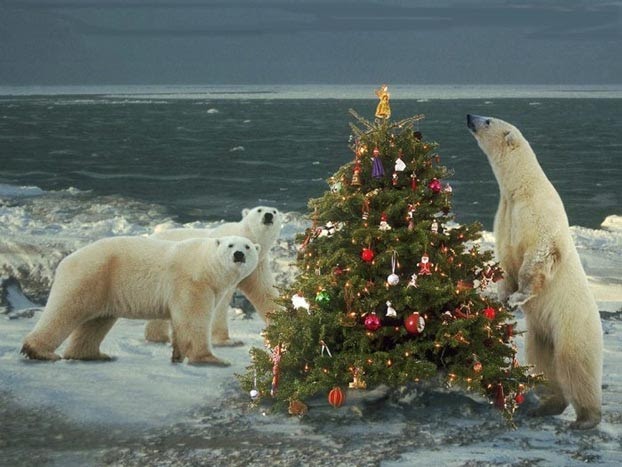 Wallpaper Gallery: Cute Zoo Animals Celebrating Christmas: Photos - The Daily Beast