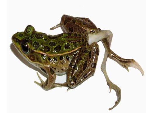 [weird-deformed-animals-21.jpg]
