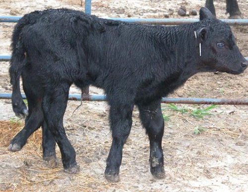 [weird-deformed-animals-11.jpg]