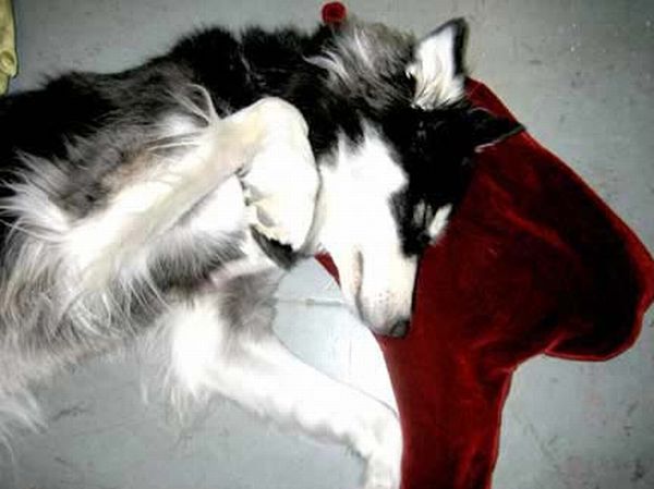 [blood_puddle_pillow_04.jpg]