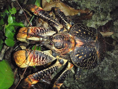 Real Cool Pics: Largest Coconut Crab (Birgus latro)