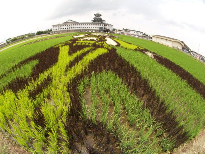 [Rice_Field_Art_06.jpg]