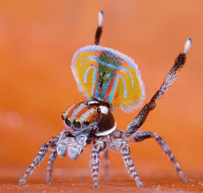 العنكبوت الطاووس ....!! peacock-spider-02.jp