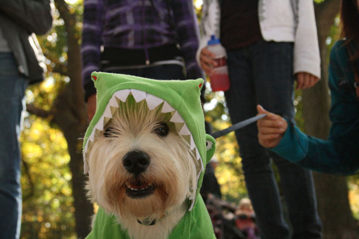 halloween_dog_parade_39.jpg