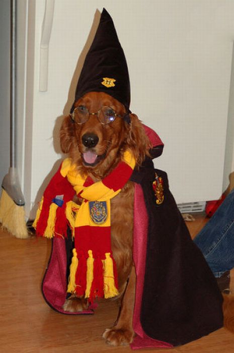 harry_potter_pets_03.jpg