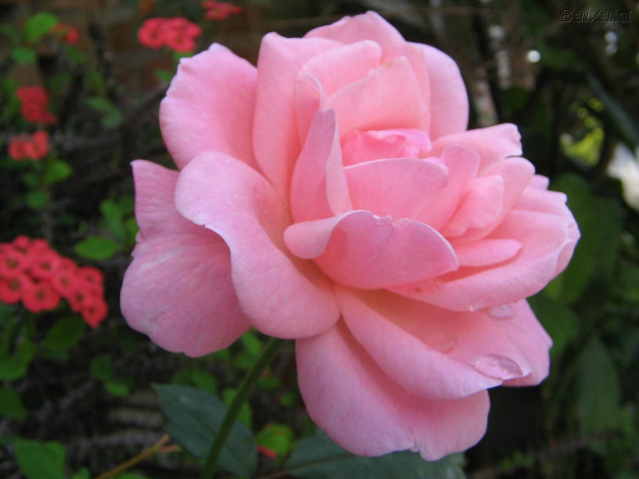 [rosa]