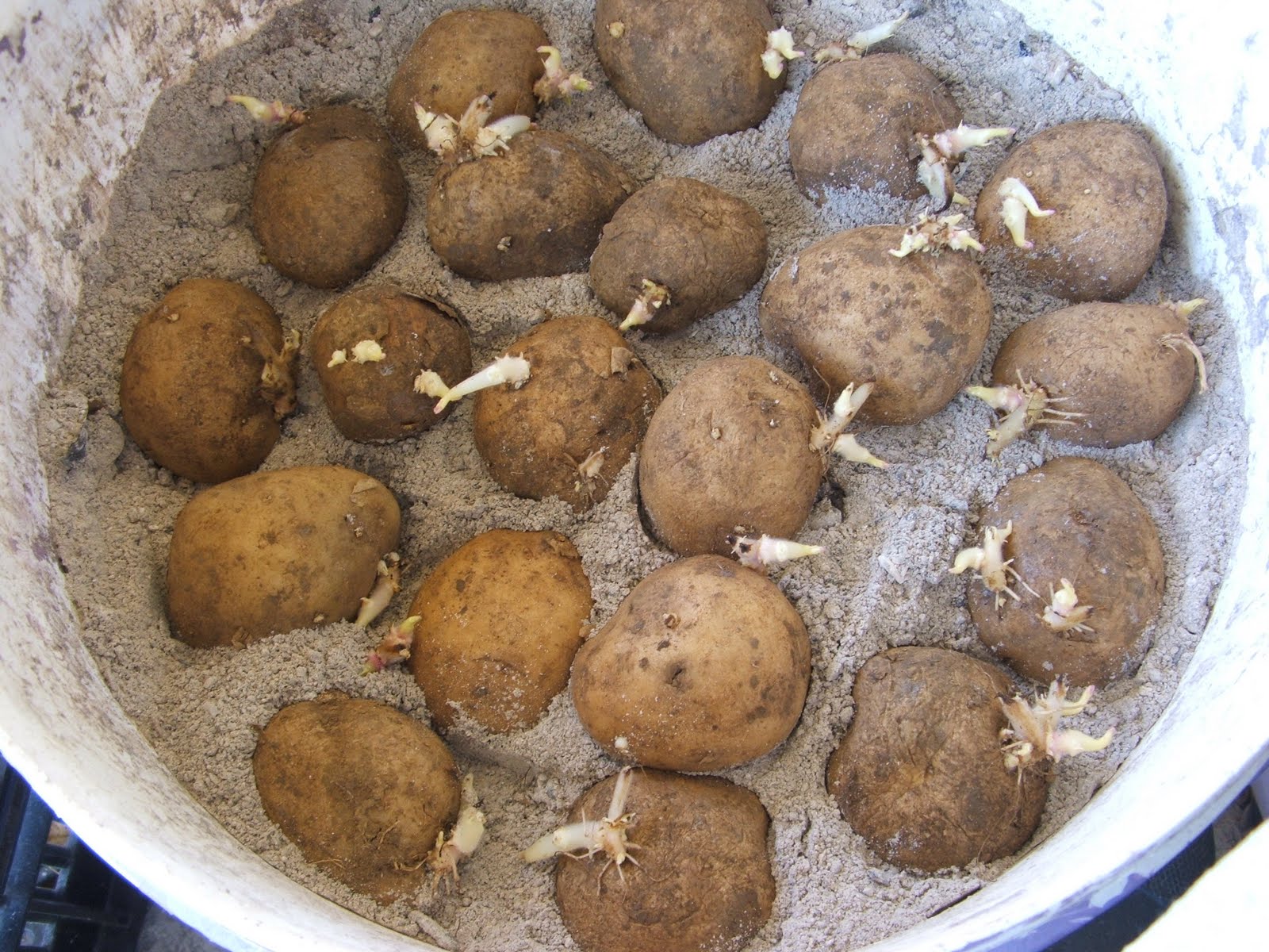 Living simply Hi Ho it's potato planting we go.....