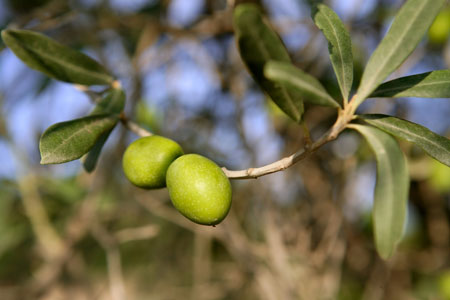 66 Square Feet Plus Autumn Olives