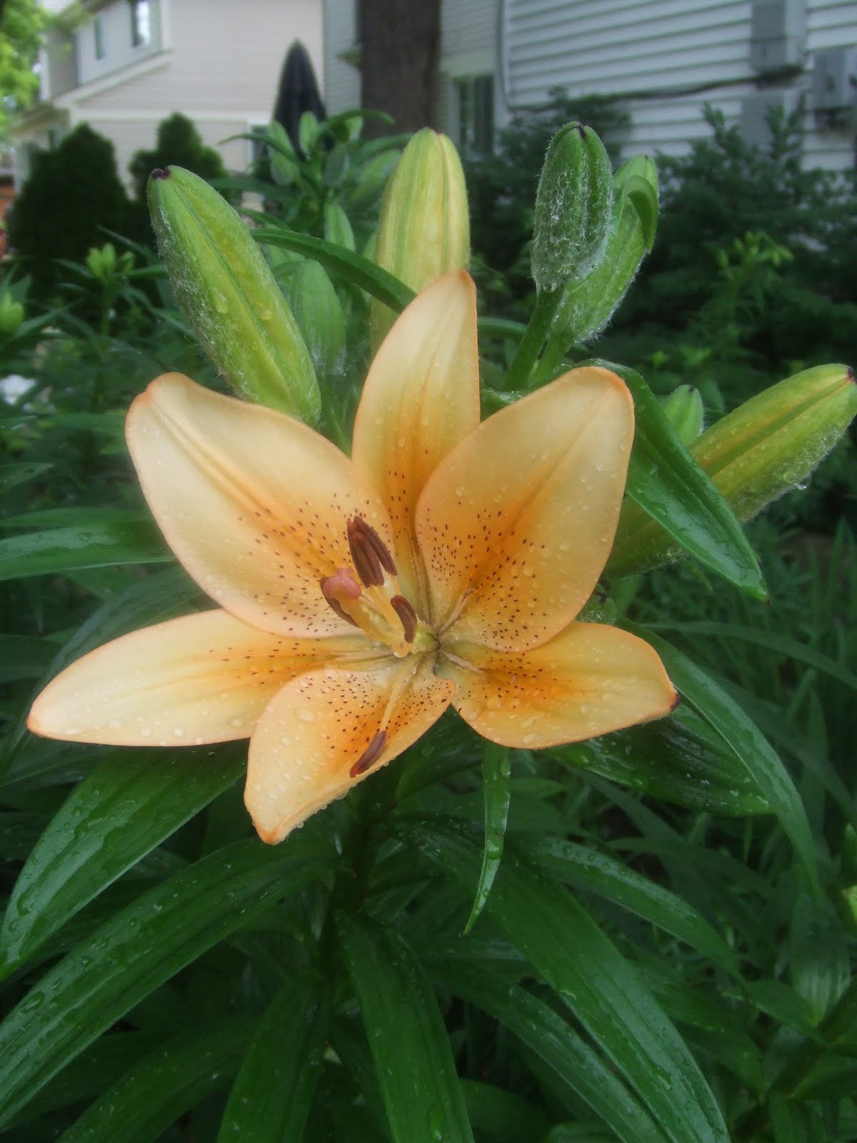 The Suburban Gardener Early Blooming Lilies