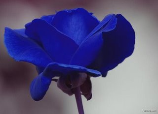 [Blue+rose.jpg]