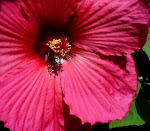 Hibiscus Dedicated to my brother Jim