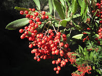 Toyon (Heteromeles arbutifolia) aka Christmas berry, California holly, holly wood