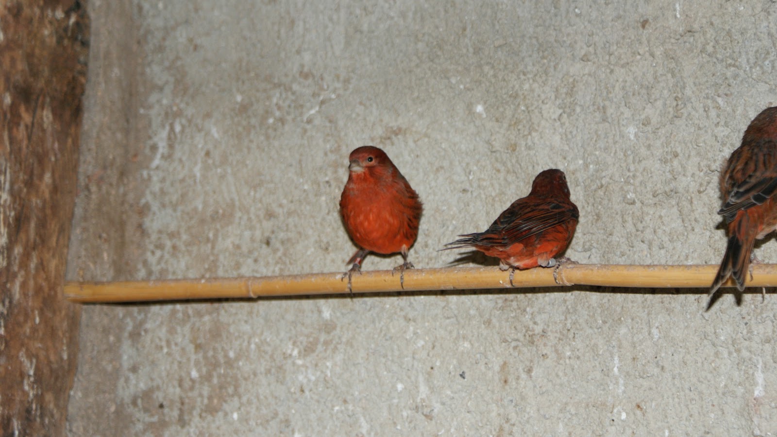 AVIARIO "LA COPA" Monreal del Campo (TERUEL) VENTA DE CANARIOS DESDE