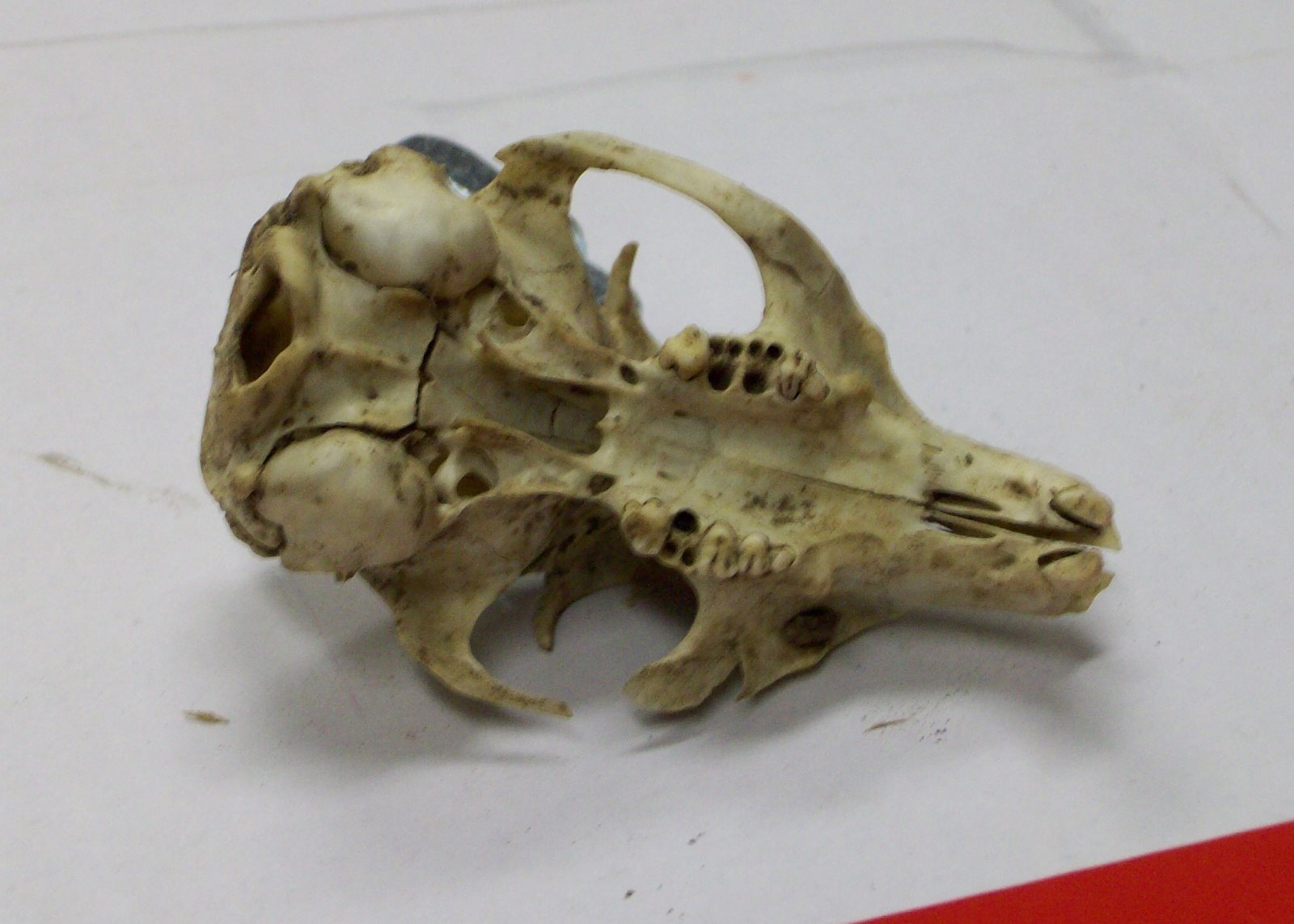 Gavilan Hills Blog: Squirrel Skull