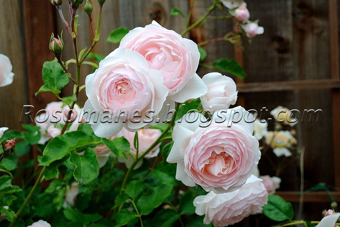 Роза Херитейдж Фото – Telegraph