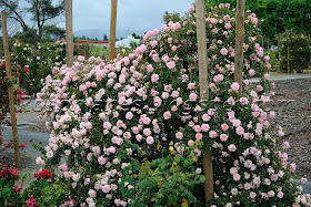 Для дома и дачи, Растения и огород, розы Товары на совместной покупке