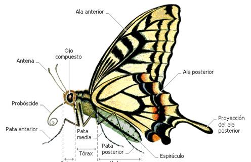 La Mariposas: Características e información de la Mariposa