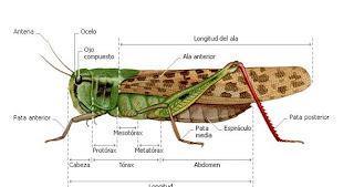 saltamontes insectos anatomia insecto grillos grillo langosta caelifera digestivo abdomen zoowiki patas trax caracteristicas caractersticas pata externas hembras naturaleza estructuras
