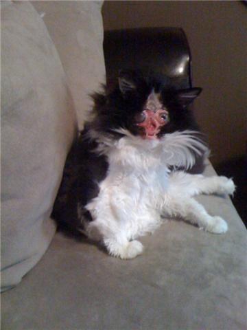 Chase, the cat with no face. | DOA | Drum & Bass Forum