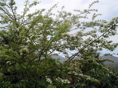 espino albar (crataegus oxycanta)