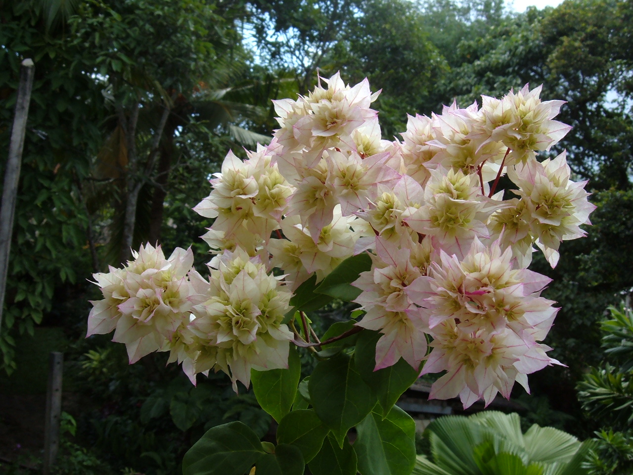 Sri Lanka Natural Photos Sri lanka Flowers