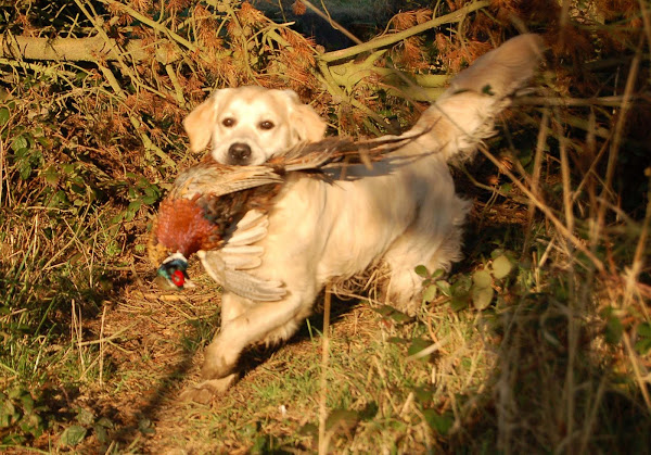 Brook with Pheasant
