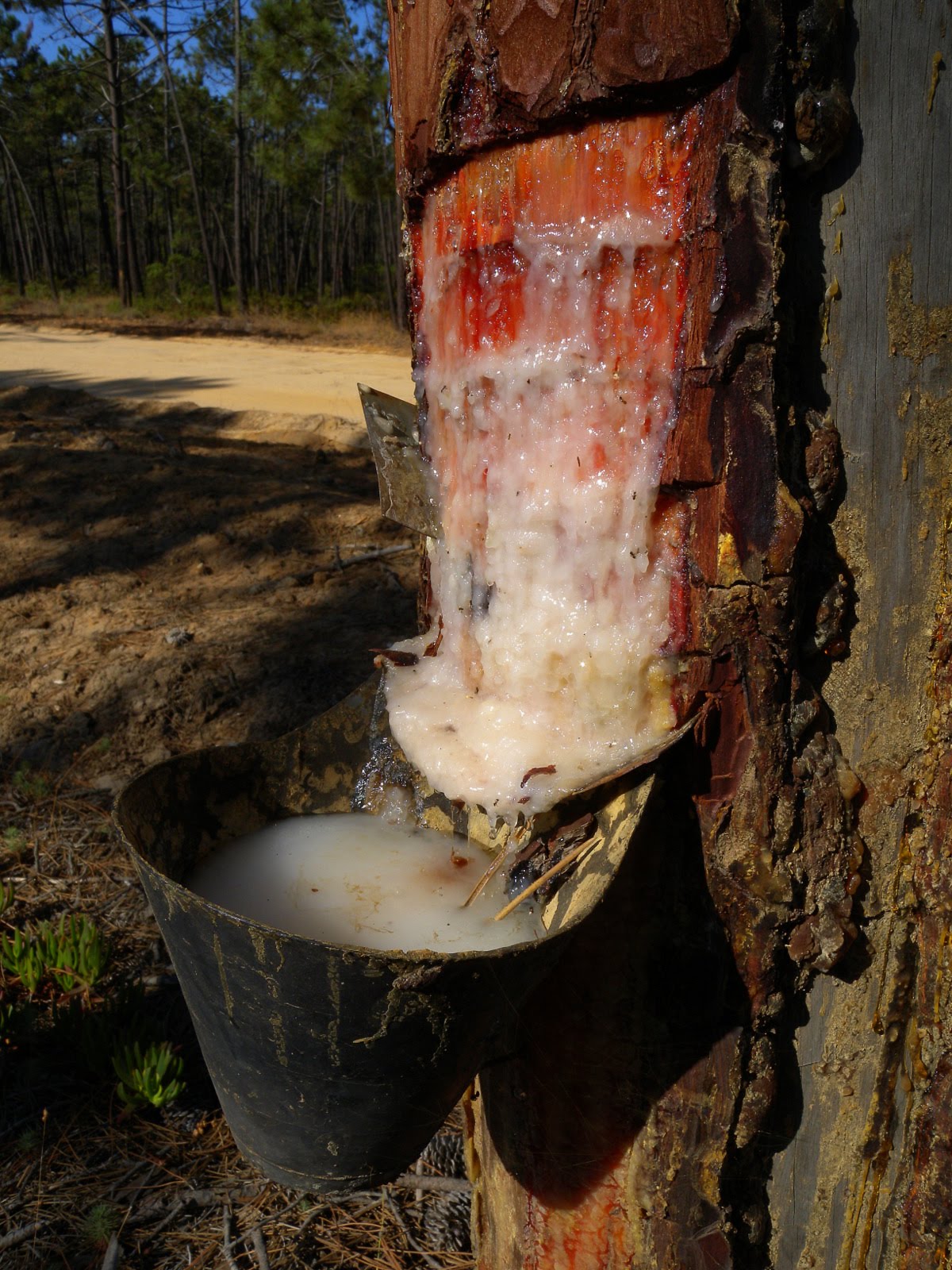 Сбор смолы сосновой. Вздымщик живицы. Заготовка живицы. Живица сбор сосновой живицы. Подсочка живицы.