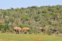 Addo Elephant National Park (parte 3)