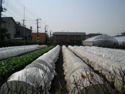 [row+covers+in+tokyo]