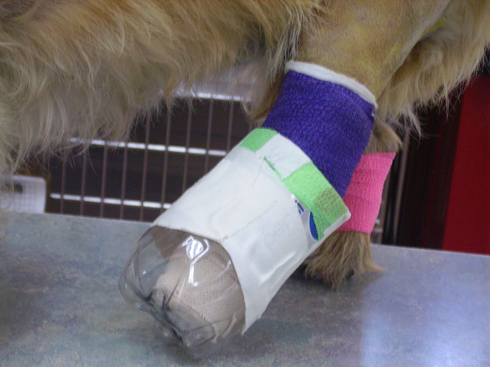 Michigan Veterinary Blog Innovative New Bandage Cover