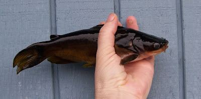 Walks with Moss: My sweet catfish