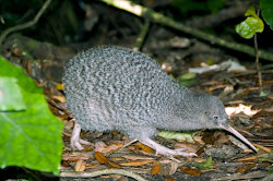 kiwi birds prof mind james dr probably cause called fat re