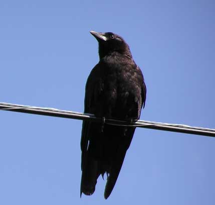 [crow-wire.jpg]