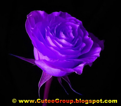 Roses For You