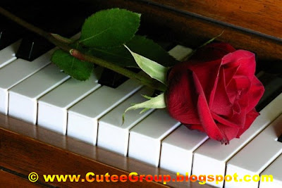 Roses For You