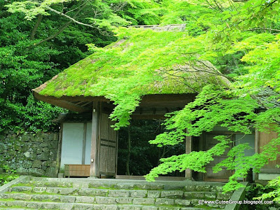 A Tour to Tokyo (Japan)