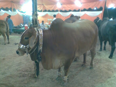 Cows in the market for this Eid-ul-Azha