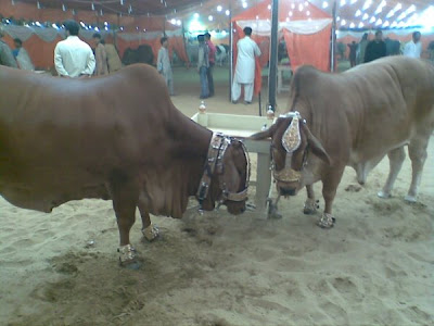 Cows in the market for this Eid-ul-Azha